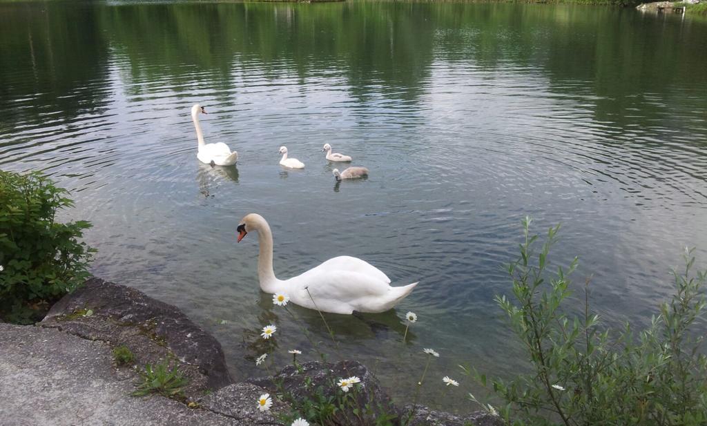 Appartement - Ferienwohnungen - Gaestehaus Gabriele Drobollach am Faakersee Bagian luar foto